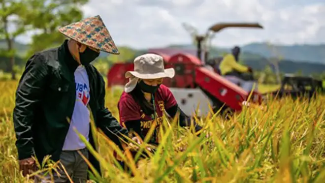 DA pushes for planting of 1–2 rice varieties RPS areas • The Market Monitor