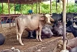 NDA eyes more cattle imports to perk up milk sector