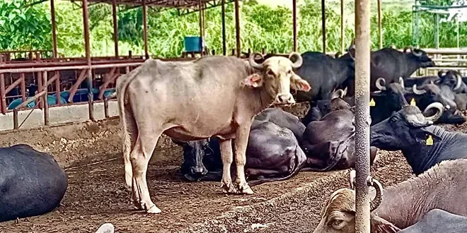 NDA eyes more cattle imports to perk up milk sector
