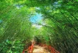 DA seeks $500-M from ADB for bamboo industry