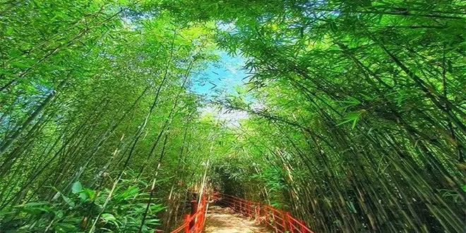 DA seeks $500-M from ADB for bamboo industry