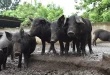 DA to repopulate swine population via stronger biosecurity measures
