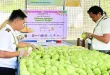 Phl sends trial shipment of mangoes to Brussels