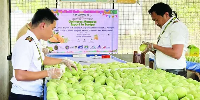 Phl sends trial shipment of mangoes to Brussels