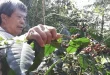 Planting of Arabica seedlings to boost coffee production