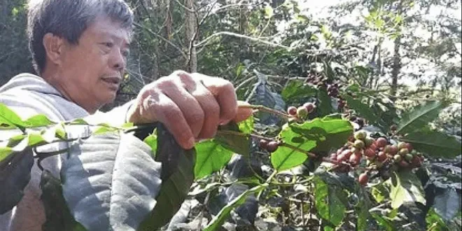 Planting of Arabica seedlings to boost coffee production