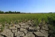 With falling Q3 palay output, DA won’t ban rice imports