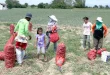Onion farmers are protected from imports until March 2027