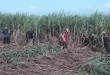 Sugar output to plunge to the lowest level 1.662MMT