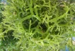 Seaweeds to produce silver nanoparticles